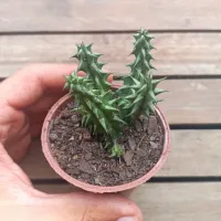 Huernia verekeri (3 hastes) - Foto 2