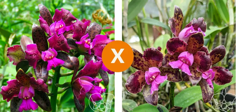  C. Tigrina Trilabelo x  flamea (Dark princess x self)