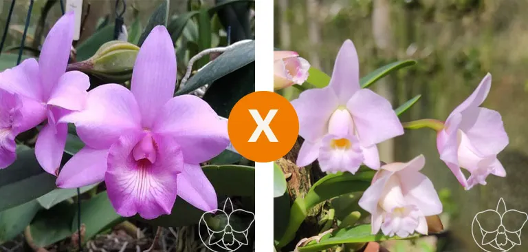 (C. nobilior x L . Alaorii ) x L. alaorii 
