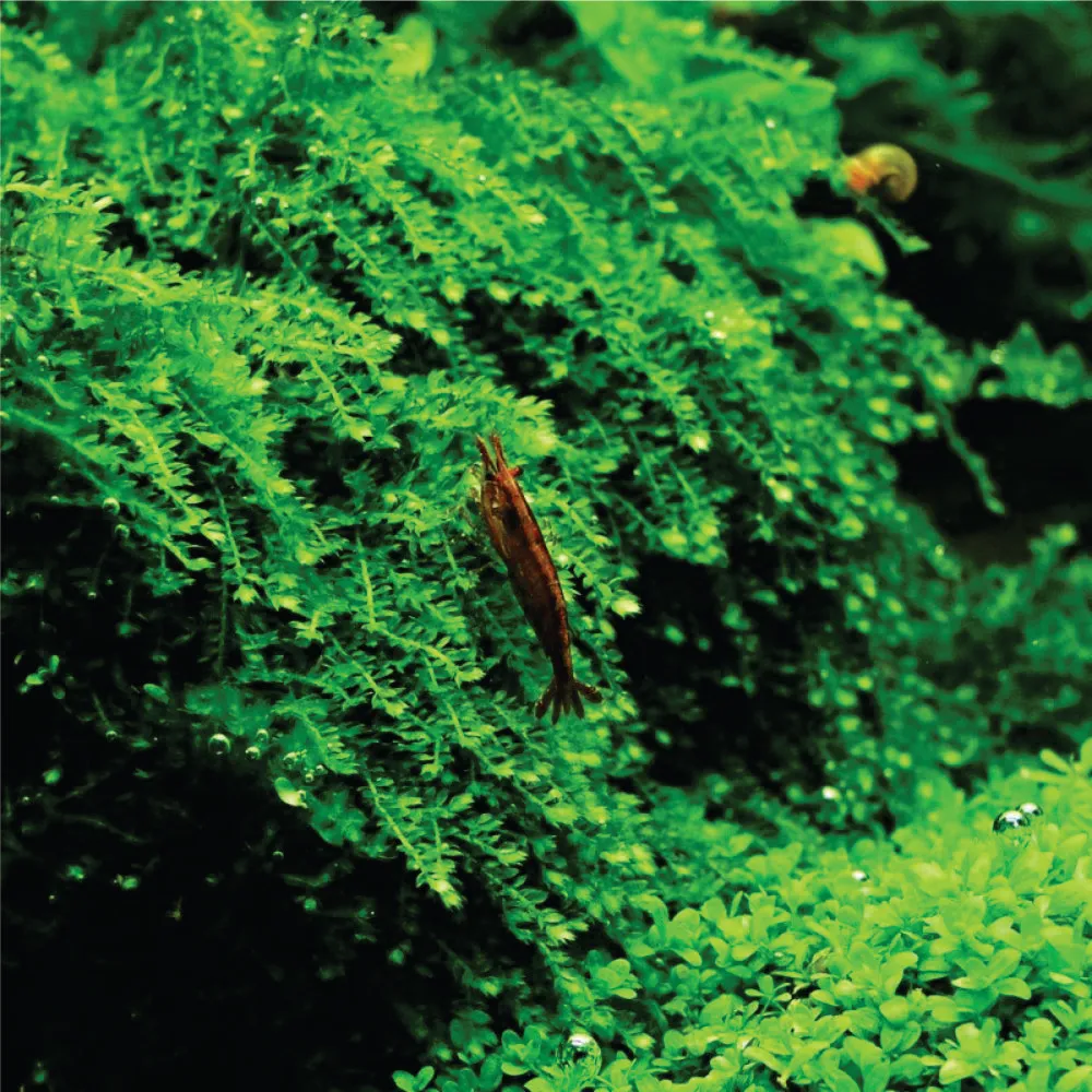 Pilotrichaceae sp. " Pilo moss" 
