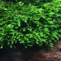 Pilotrichaceae sp. 