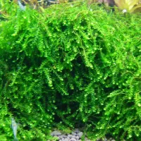 Pilotrichaceae sp. 