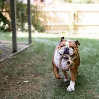 Benebone Ring - Foto 2