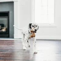 Benebone Tripe Beef - Foto 3