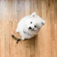 Benebone Maple Stick - Foto 4