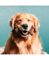 Benebone Maple Stick - Foto 8