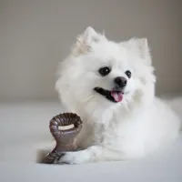 Benebone Tiny e Puppy - Foto 5