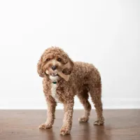 Benebone Wishbone - Foto 9