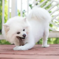 Benebone Wishbone - Foto 10