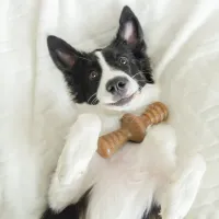 Benebone Zaggler - Foto 5