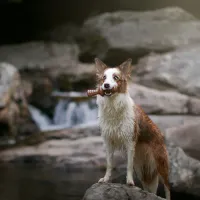 Benebone Zaggler - Foto 11