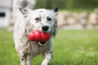 Kong Classic - Vermelho - Foto 2