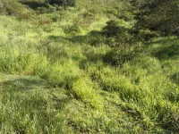 Vende-se lindo Sitio na Cidade de Carandaí - Foto 12