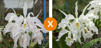 C. Máxima alba (alba 