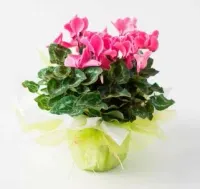 Cesta de Café da Manhã com Flores - Especial para Mãe - Foto 2