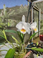 C. quadricolor semi-alba  - Foto 2
