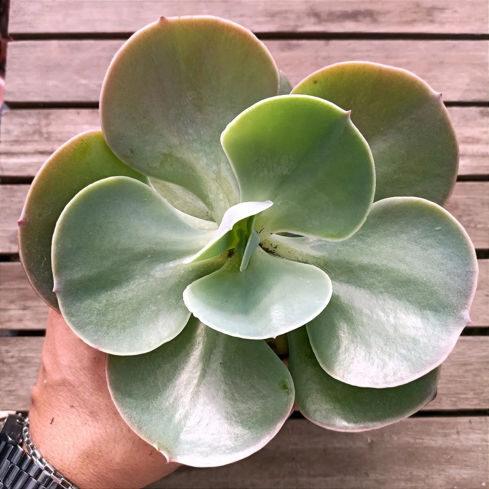Echeveria gibbiflora híbrida 