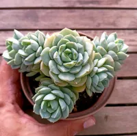 Sedeveria 'Spring Jade' (colônia - vaso11)