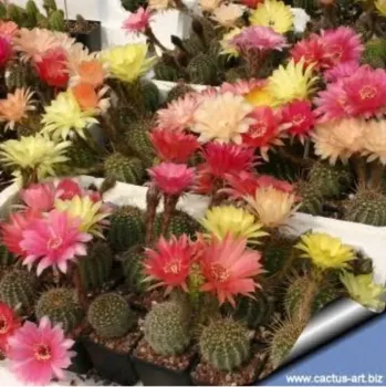 Echinopsis híbrido (cores sortidas - colônia - vaso11)
