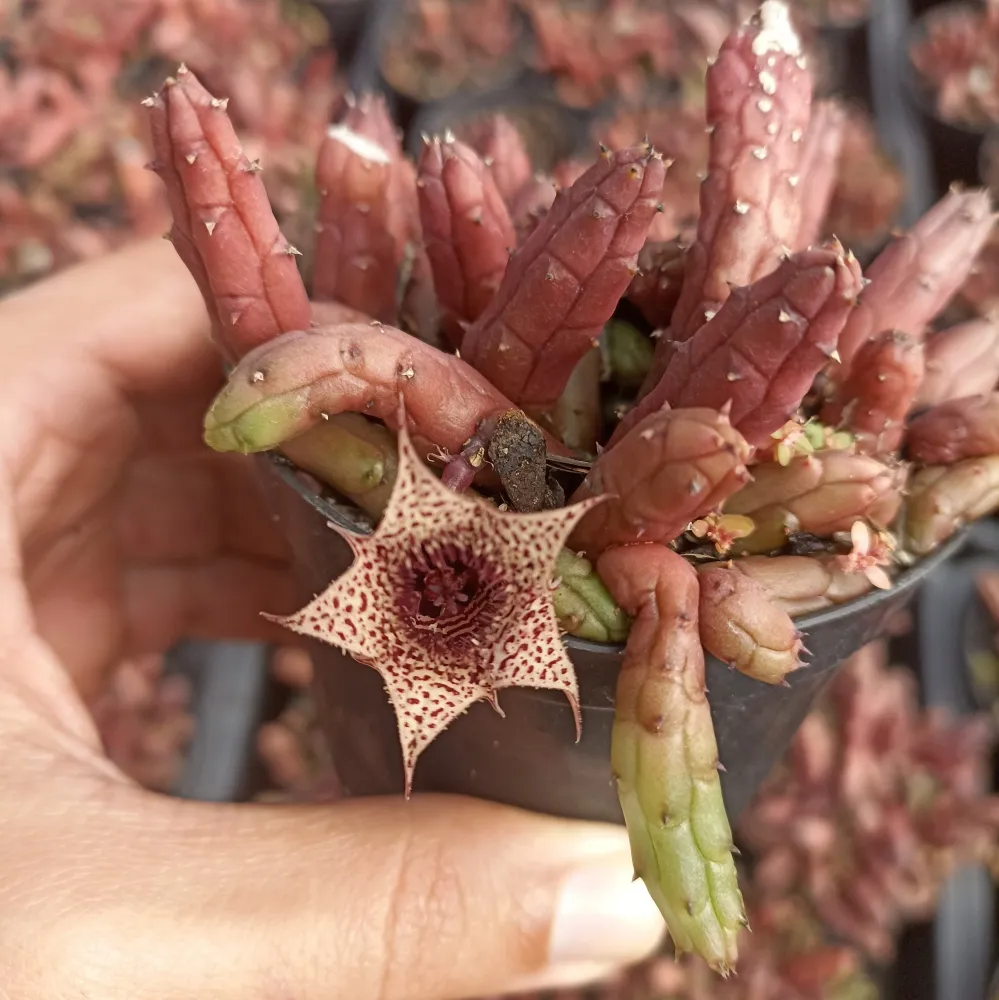 Huernia volkartii var. repens (vaso9)