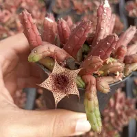 Huernia volkartii var. repens (vaso9)