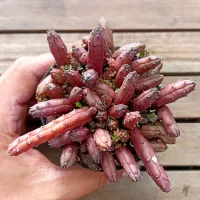Huernia volkartii var. repens (vaso9) - Foto 2