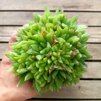 Haworthia cymbiformis (colônia - vaso11)