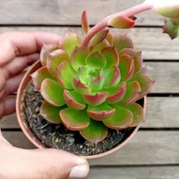 Echeveria 'Montserrat' (vaso9)