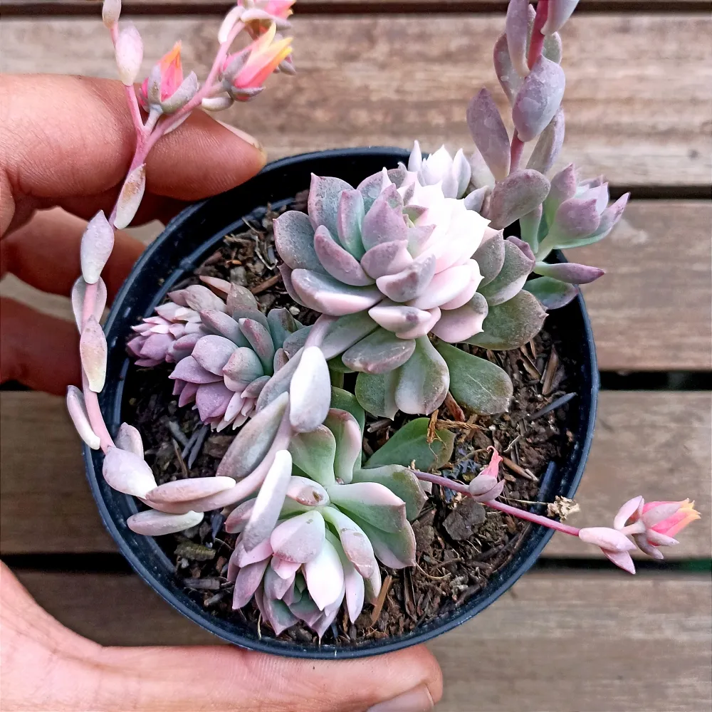 Echeveria 