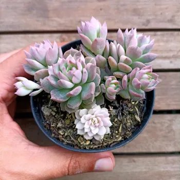 Echeveria 'Sigrid' (variegata - vaso9) - Foto 2