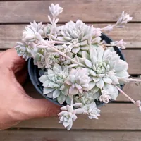 Echeveria prolifica variegata (vaso11)