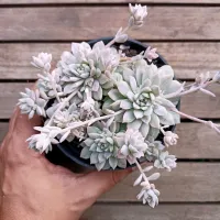 Echeveria prolifica variegata (vaso11) - Foto 2