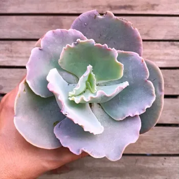 Echeveria 