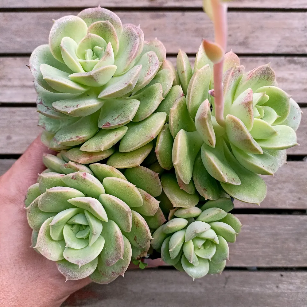Echeveria nicksana (colônia - vaso11)