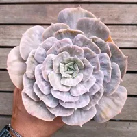 Echeveria 'Magic Ball' (vaso9)
