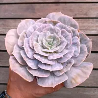 Echeveria 'Magic Ball' (vaso9) - Foto 2