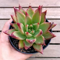 Echeveria agavoides 'Lipstick' X 'Romeo' (vaso11)