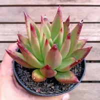 Echeveria agavoides 'Lipstick' X 'Romeo' (vaso11) - Foto 2