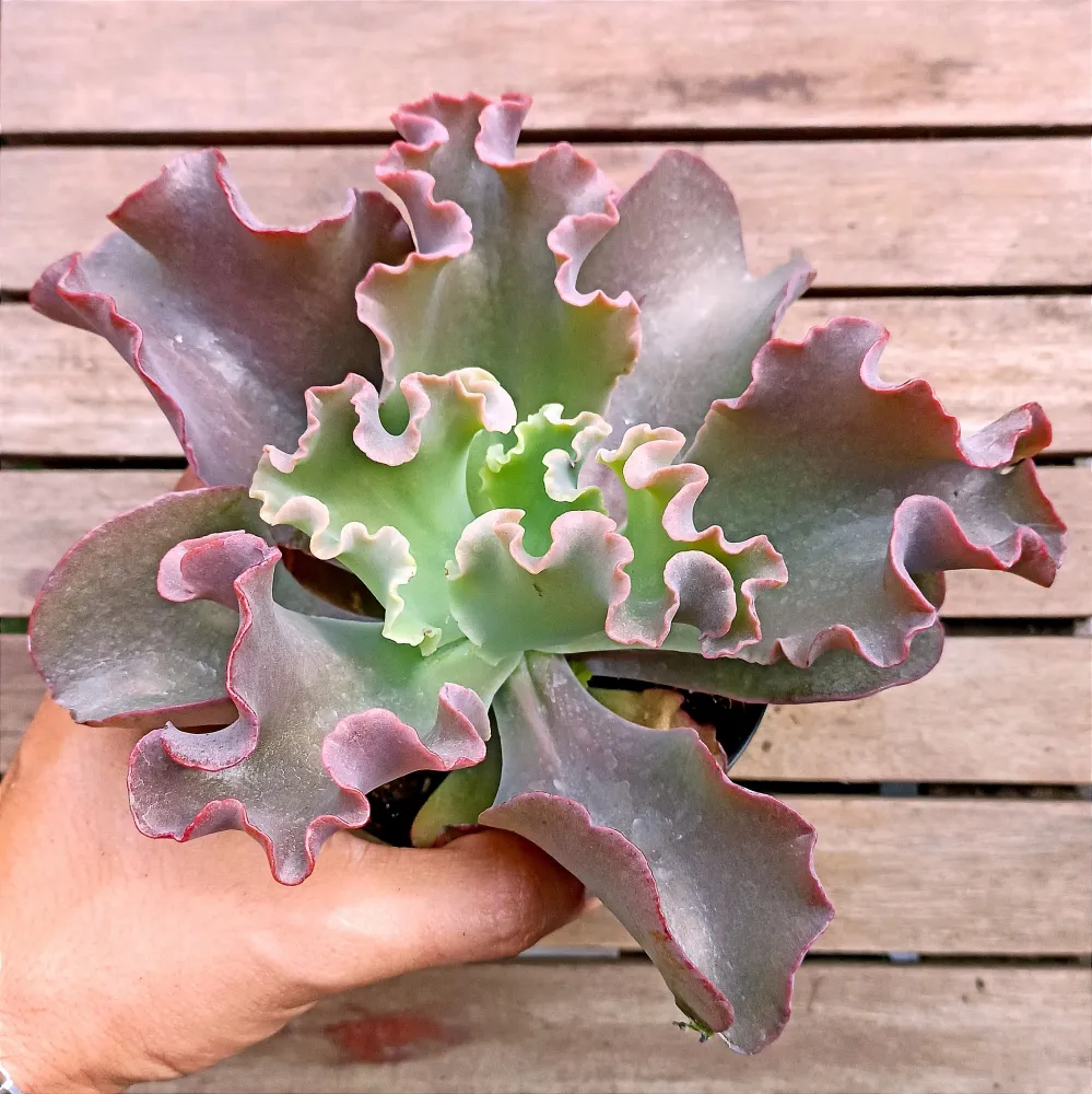 Echeveria gibbiflora 