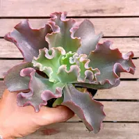 Echeveria gibbiflora 'Zorro' HB (vaso11)