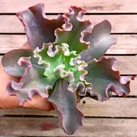 Echeveria gibbiflora 'Zorro' HB (vaso11) - Foto 2