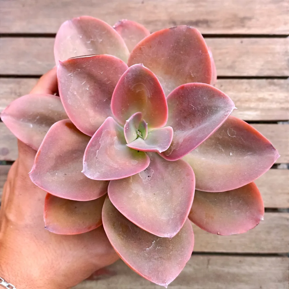 Echeveria gibbiflora híbrida 