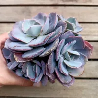 Echeveria 'Dusty Rose' (2 rosetas - vaso11)