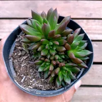 Echeveria 'Zodiac' (colônia - vaso11)