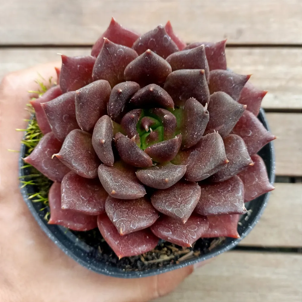 Echeveria 