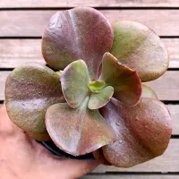 Echeveria gibbiflora híbrida Marrogany (vaso11)