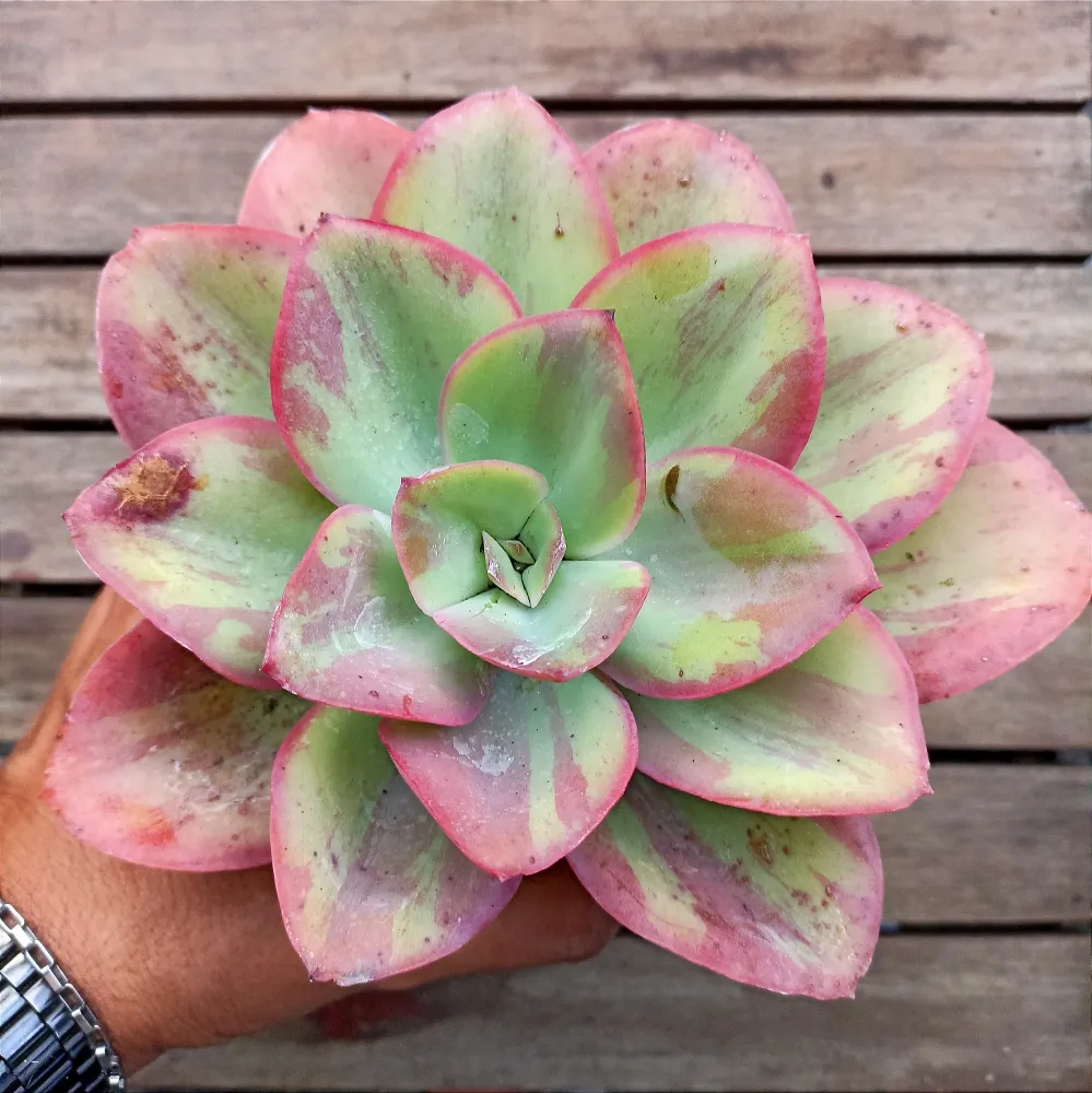 Echeveria gibbiflora Goiabinha X Mauna (vaso11)
