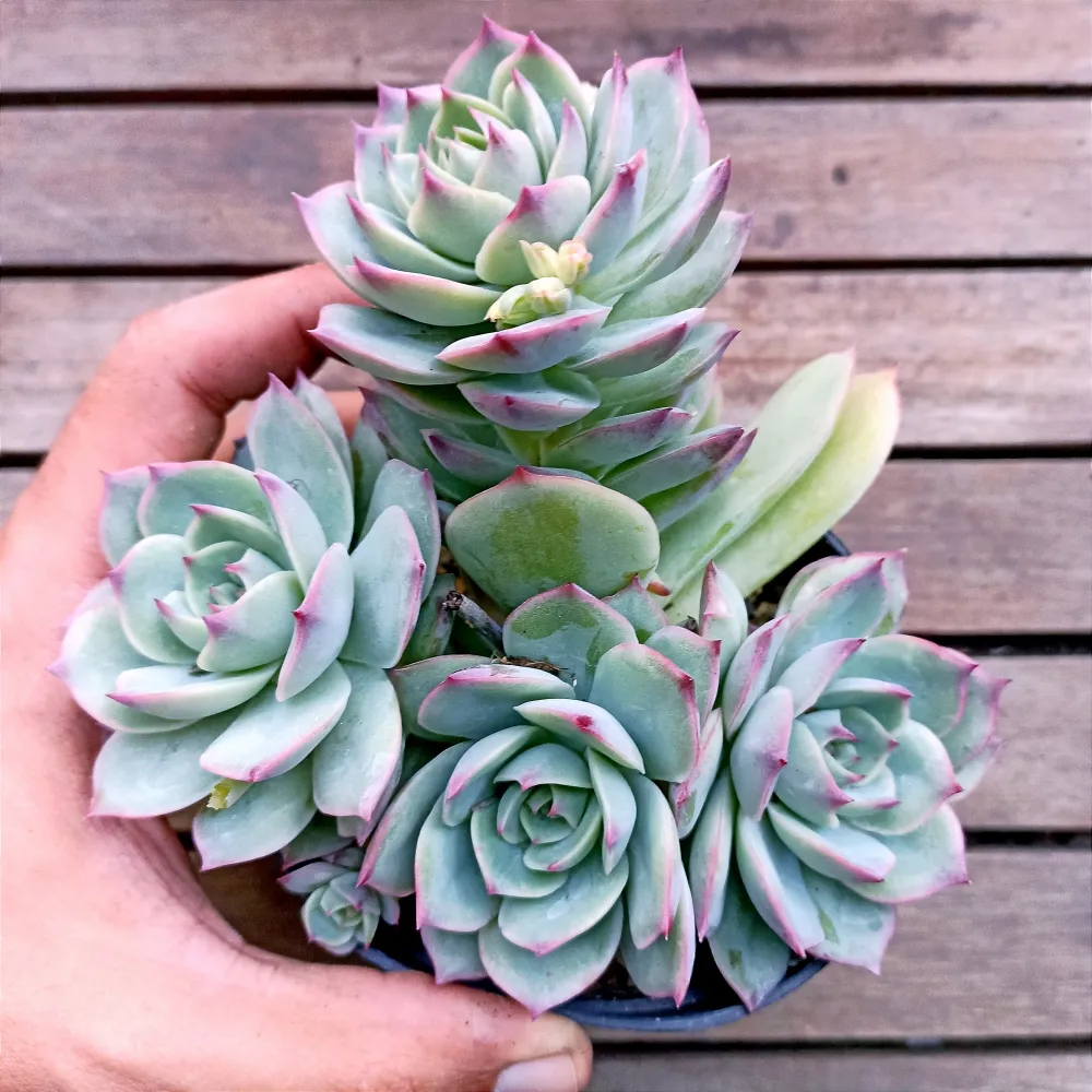 Echeveria 