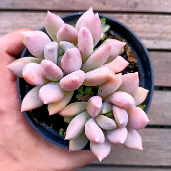 Pachyveria 
