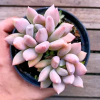 Pachyveria 'Draco' (dupla - vaso11)